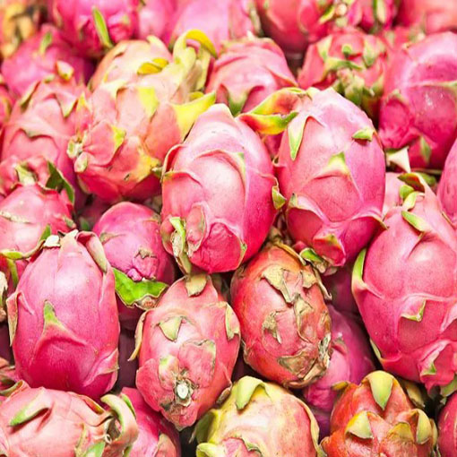 Smoczy owoc Pitaja Dragon fruit, Pitahaya, Hylocereus undatus