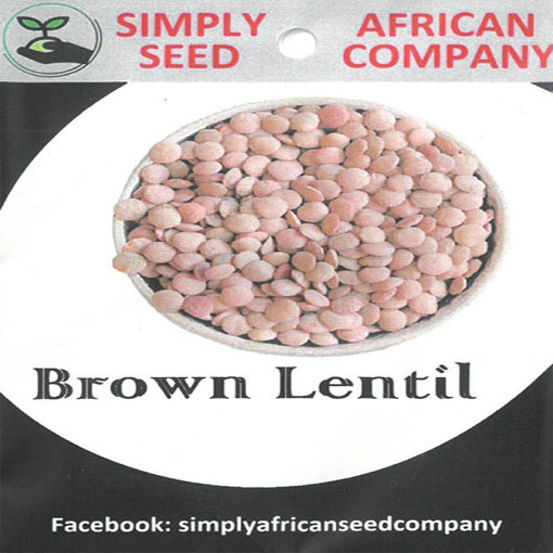 Soczewica jadalna, Lens culinaris Medik. Brown Lentil