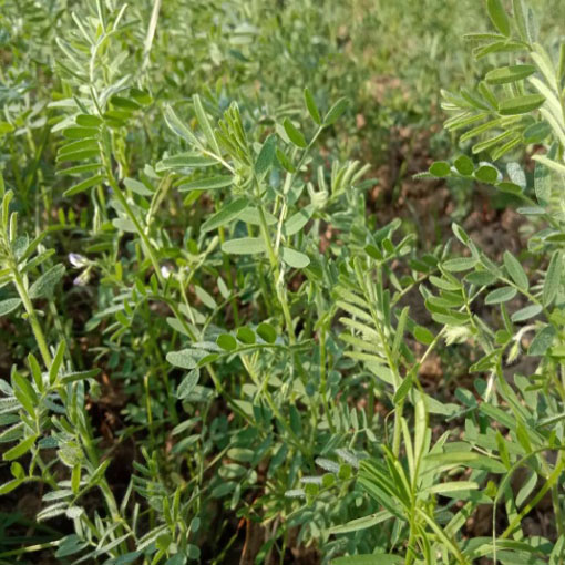 Soczewica jadalna, Lens culinaris Medik. Brown Lentil