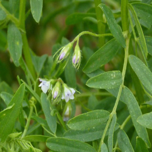 Soczewica jadalna, Lens culinaris Medik. Brown Lentil