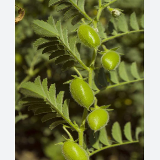 Soczewica jadalna, Lens culinaris Medik. Brown Lentil