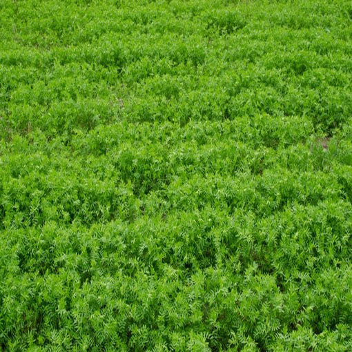 Soczewica jadalna, Lens culinaris Medik. Brown Lentil