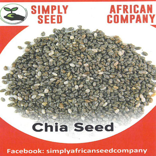 Szałwia hiszpańska Chia, Salvia hispanica Chia