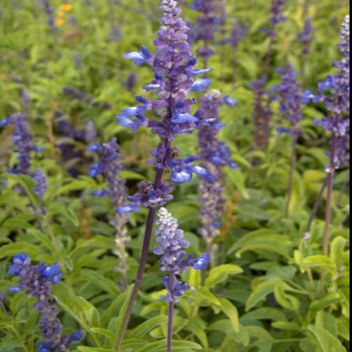 Szałwia hiszpańska Chia, Salvia hispanica Chia
