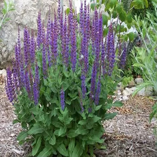 Szałwia hiszpańska Chia, Salvia hispanica Chia