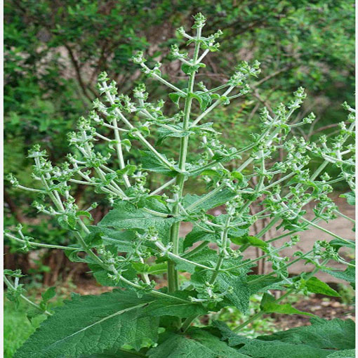 Szałwia hiszpańska Chia, Salvia hispanica Chia