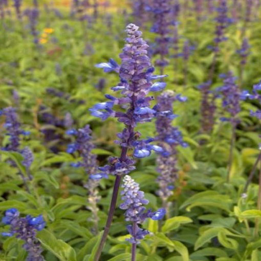 Szałwia hiszpańska Chia, Salvia hispanica Chia