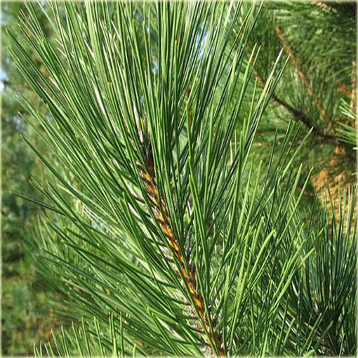 Sosna czarna Pinus, Pinus nigra