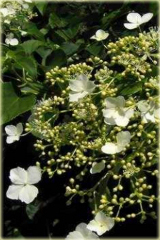 Hortensja pnąca Cordifolia Hydrangea anomala Cordifolia