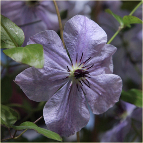 Powojnik Skyfall jasne fioletowoniebieskie Clematis Skyfall