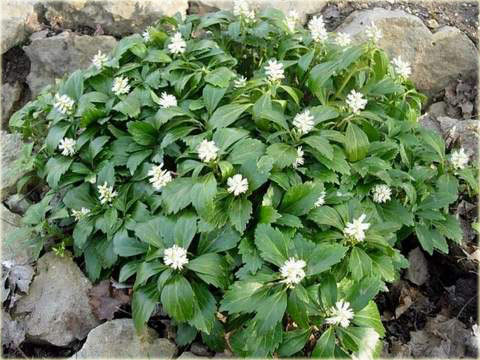 Runianka japońska Green Carpet Pachysandra terminalis Green Carpet