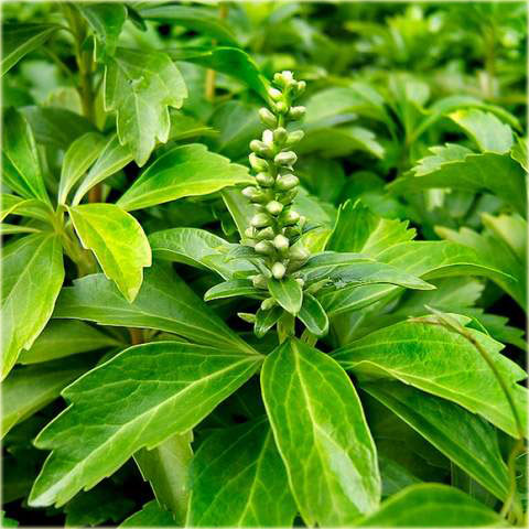 Runianka japońska Green Carpet Pachysandra terminalis Green Carpet