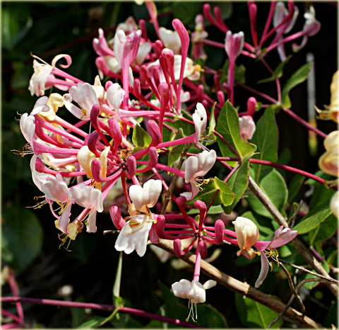 Wiciokrzew japoński Purpurea Lonicera japonica Purpurea