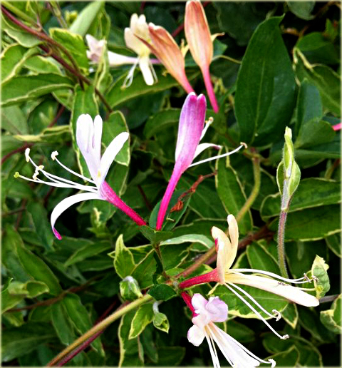 Wiciokrzew japoński Purpurea Lonicera japonica Purpurea