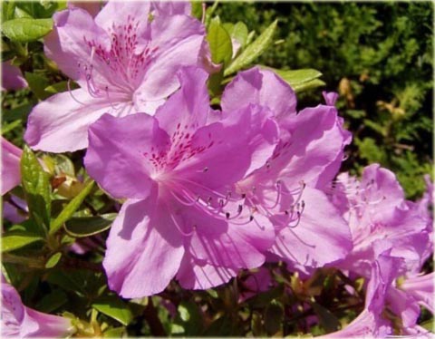 Azalia japońska Ledikanense - Azalea japonica Ledikanense