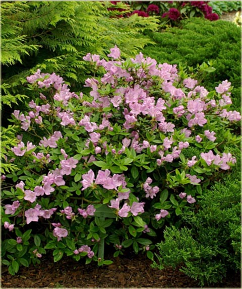 Azalia japońska Ledikanense - Azalea japonica Ledikanense