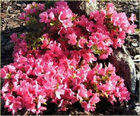 Azalia japońska Madame Van Hecke - Azalea japonica Madame Van Hecke