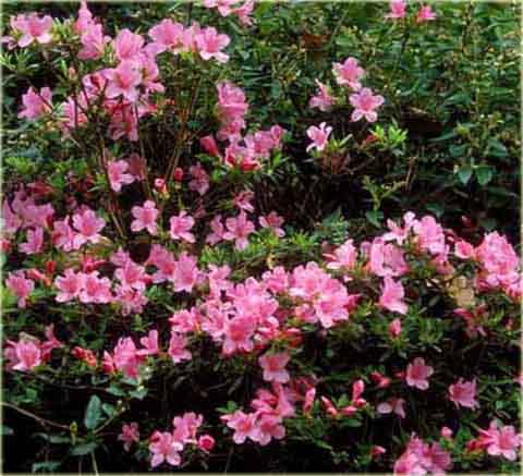 Azalia japońska Madame Van Hecke - Azalea japonica Madame Van Hecke