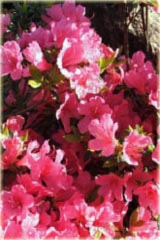 Azalia japońska Madame Van Hecke - Azalea japonica Madame Van Hecke