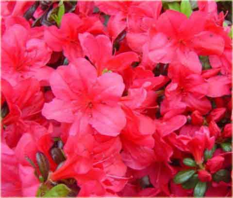 Azalia japońska Maruschka - Azalea japonica Maruschka