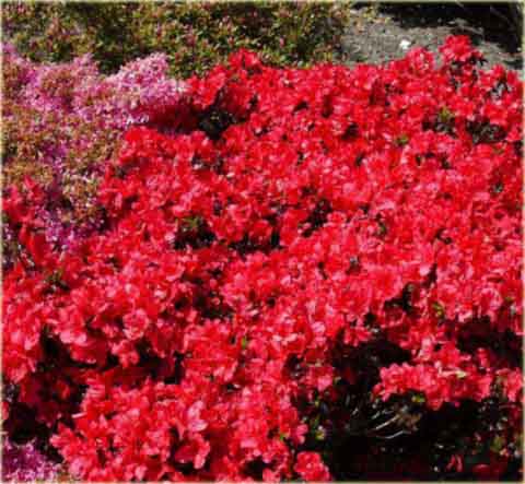 Azalia japońska Maruschka - Azalea japonica Maruschka