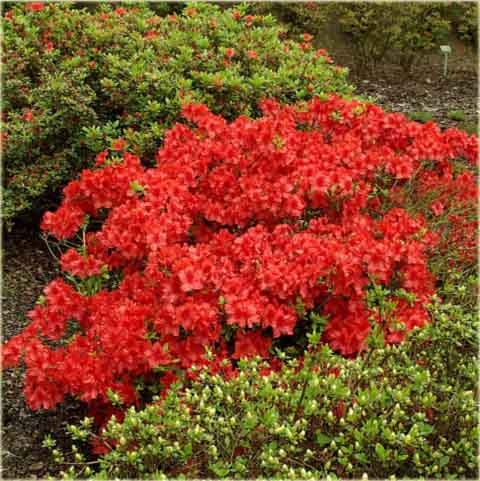 Azalia japońska Nordlicht - Azalea japonica Nordlicht
