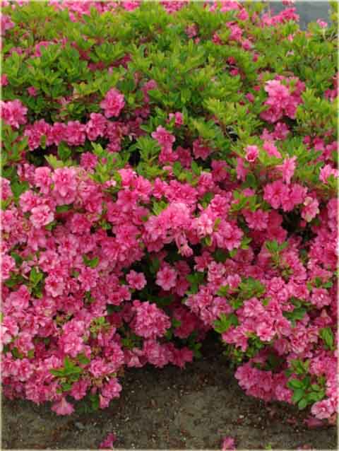 Azalia tępolistna Obtusum - Azalea japonica Obtusum