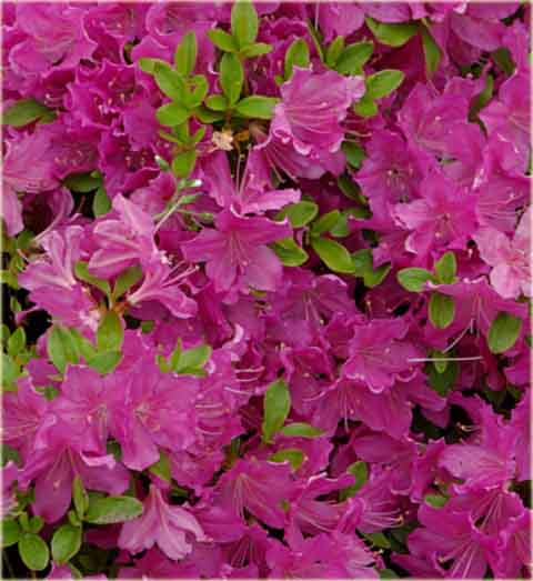 Azalia tępolistna Obtusum - Azalea japonica Obtusum