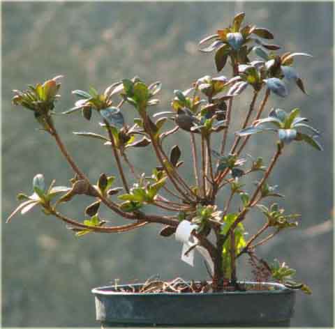 Azalia japońska Orlice - Azalea japonica Orlice