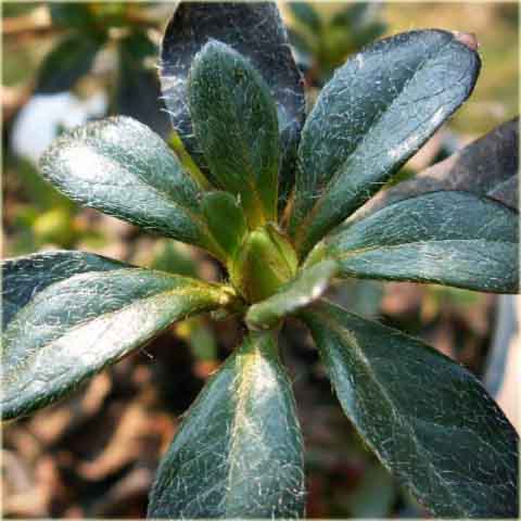 Azalia japońska Orlice - Azalea japonica Orlice