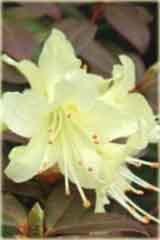 Azalia japońska Princess Anne - Azalea japonica Princess Anne