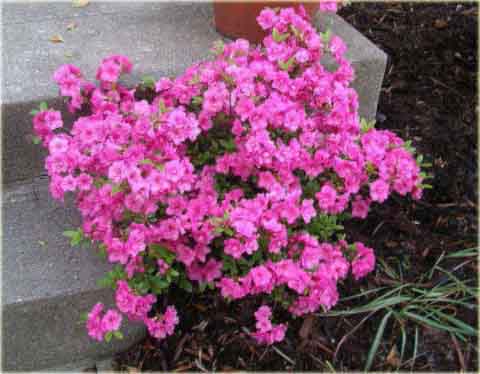 Azalia japońska Rosebud - Azalea japonica Rosebud