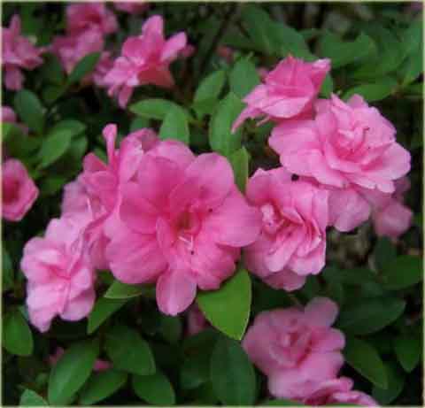 Azalia japońska Rosebud - Azalea japonica Rosebud