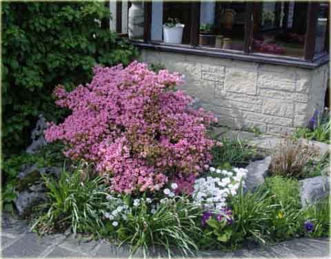 Azalia japońska Rosebud - Azalea japonica Rosebud