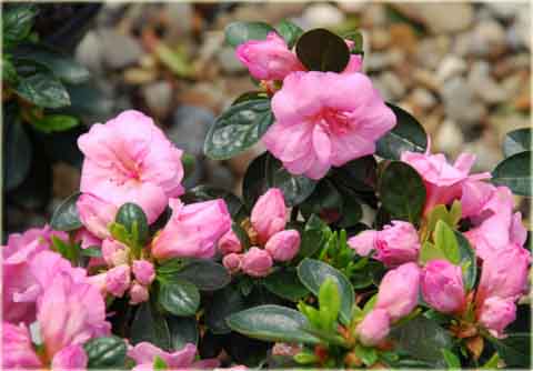 Azalia japońska Rosebud - Azalea japonica Rosebud