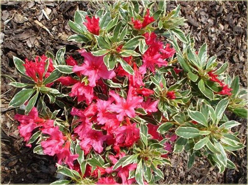 Azalia japońska Silver Sword czerwona