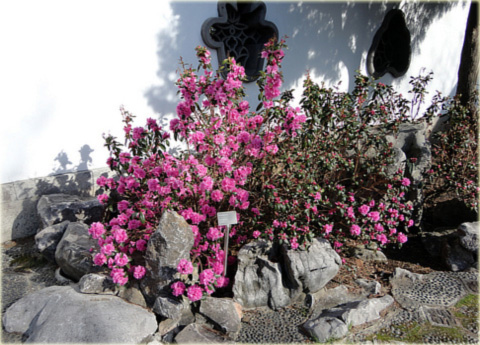 Azalia japońska Staccato - Azalea japonica Staccato