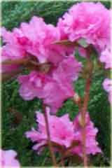 Azalia japońska Staccato - Azalea japonica Staccato