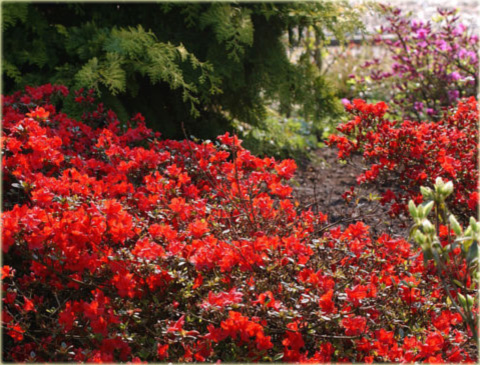 Azalia japońska Stewartstonian - Azalea japonica Stewartstonian