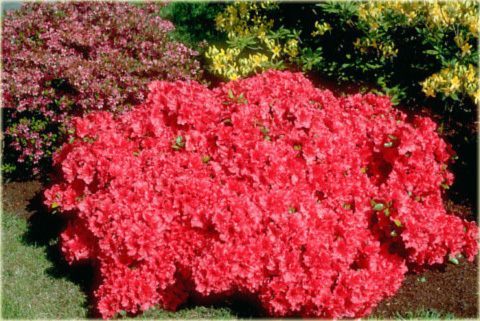 Azalia japońska Vuyk's Scarlet - Azalea japonica Vuyk's Scarlet