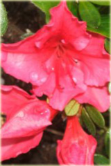 Azalia japońska Vuyk's Scarlet - Azalea japonica Vuyk's Scarlet