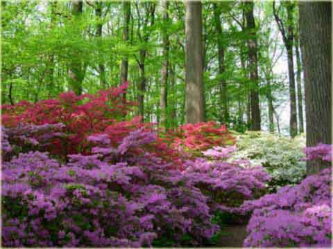 Azalia koreańska Poukhanense - Azalea Poukhanense