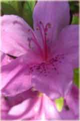 Azalia koreańska Poukhanense - Azalea Poukhanense