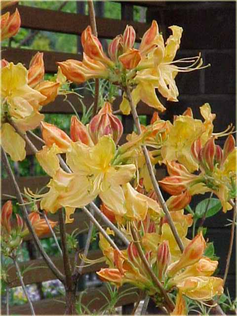 Azalia wielkokwiatowa Golden Sunset - Azalea Golden Sunset