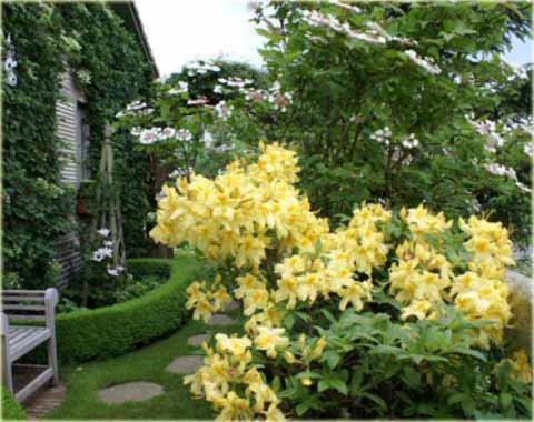 Azalia wielkokwiatowa Golden Sunset - Azalea Golden Sunset