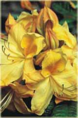 Azalia wielkokwiatowa Golden Sunset - Azalea Golden Sunset