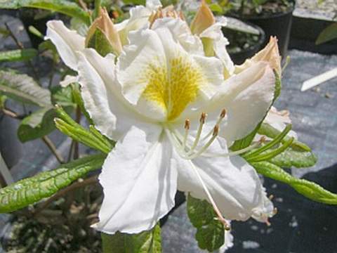 Azalia wielkokwiatowa Schneegold - Azalea Schneegold