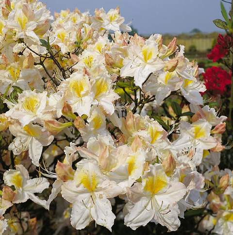 Azalia wielkokwiatowa Schneegold - Azalea Schneegold