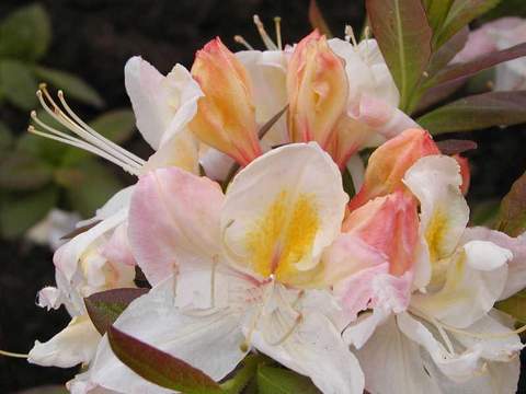 Azalia wielkokwiatowa Silver Slipper - Azalea Silver Slipper