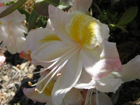 Azalia wielkokwiatowa Silver Slipper - Azalea Silver Slipper